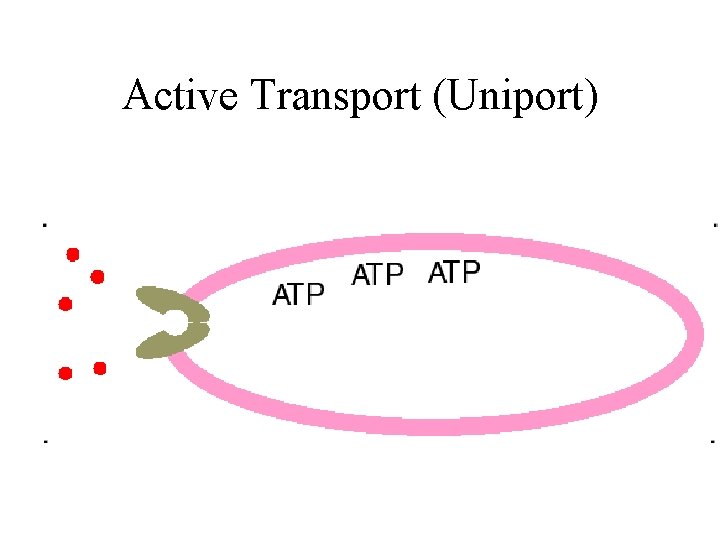 Active Transport (Uniport) 