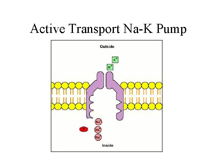 Active Transport Na-K Pump 