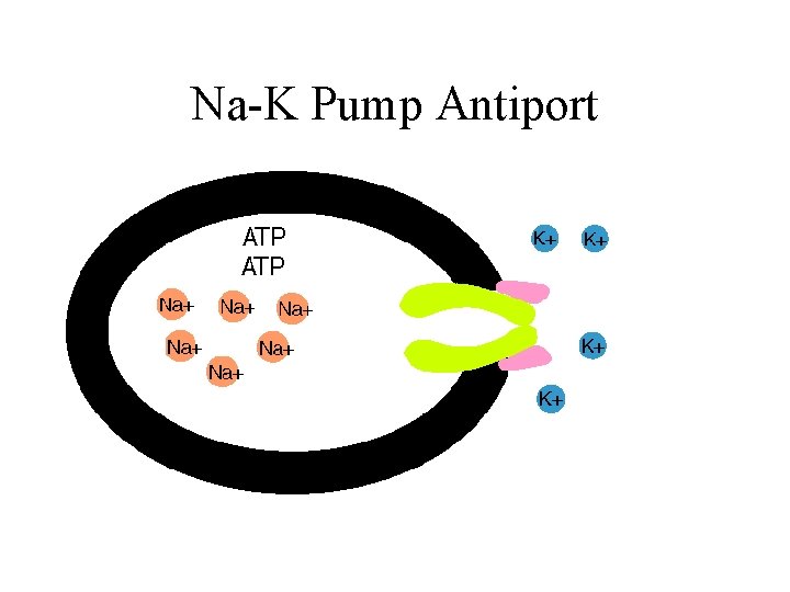 Na-K Pump Antiport 