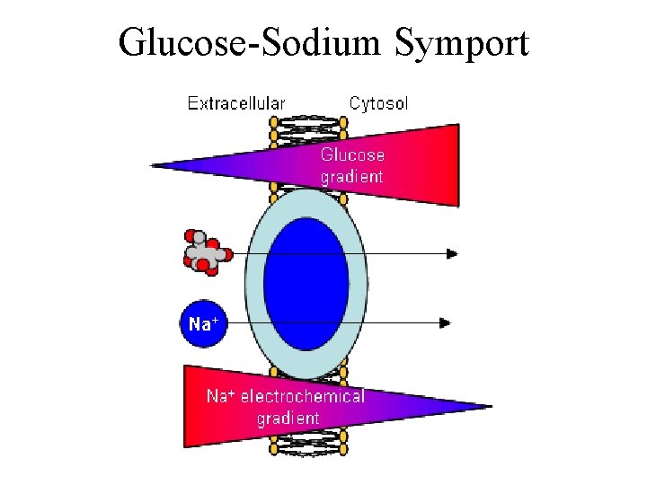 Glucose-Sodium Symport 