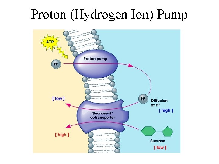 Proton (Hydrogen Ion) Pump 