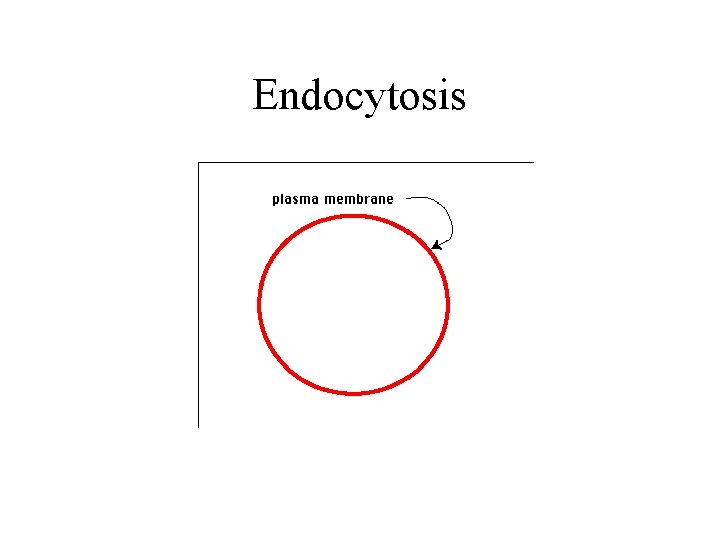 Endocytosis 