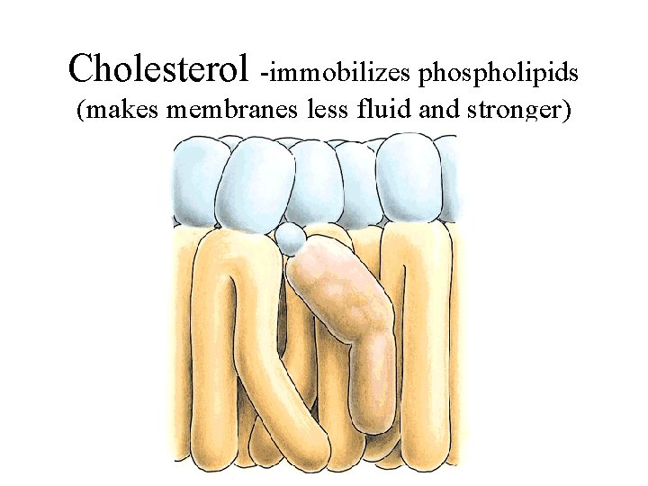 Cholesterol -immobilizes phospholipids (makes membranes less fluid and stronger) 