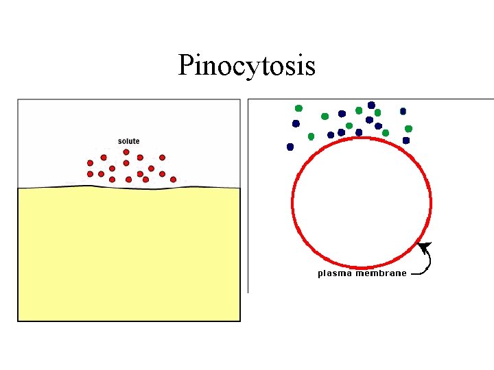 Pinocytosis 