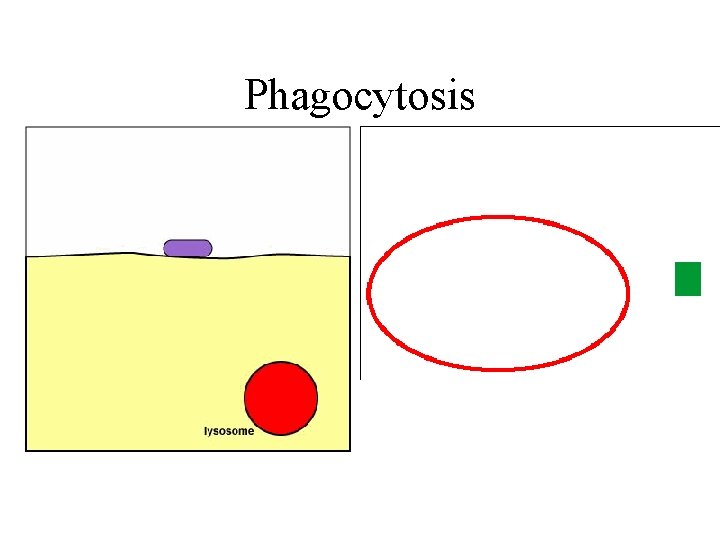 Phagocytosis 