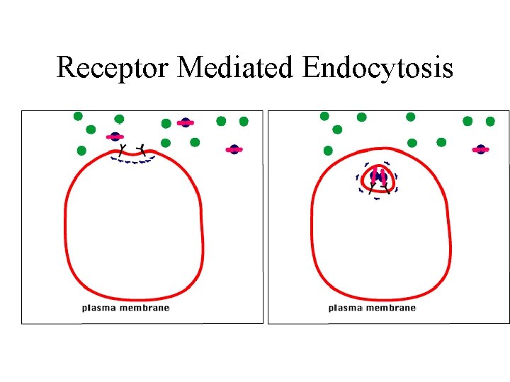 Receptor Mediated Endocytosis 