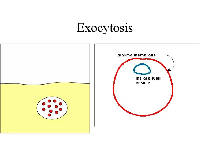 Exocytosis 