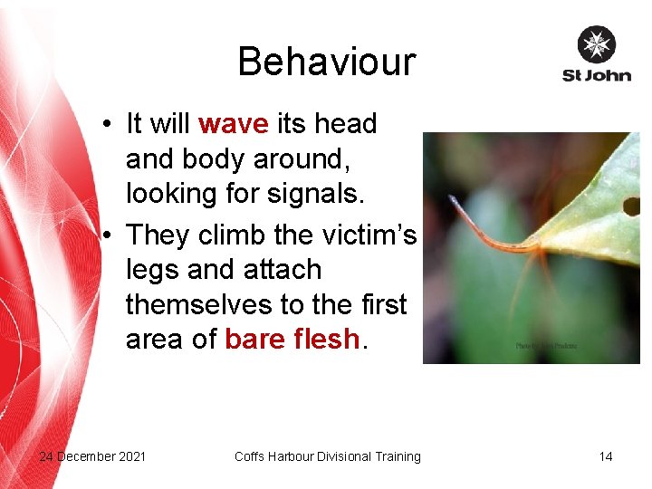 Behaviour • It will wave its head and body around, looking for signals. •