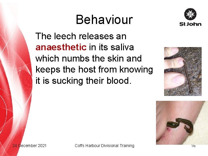Behaviour The leech releases an anaesthetic in its saliva which numbs the skin and