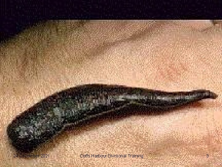 24 December 2021 Coffs Harbour Divisional Training 3 