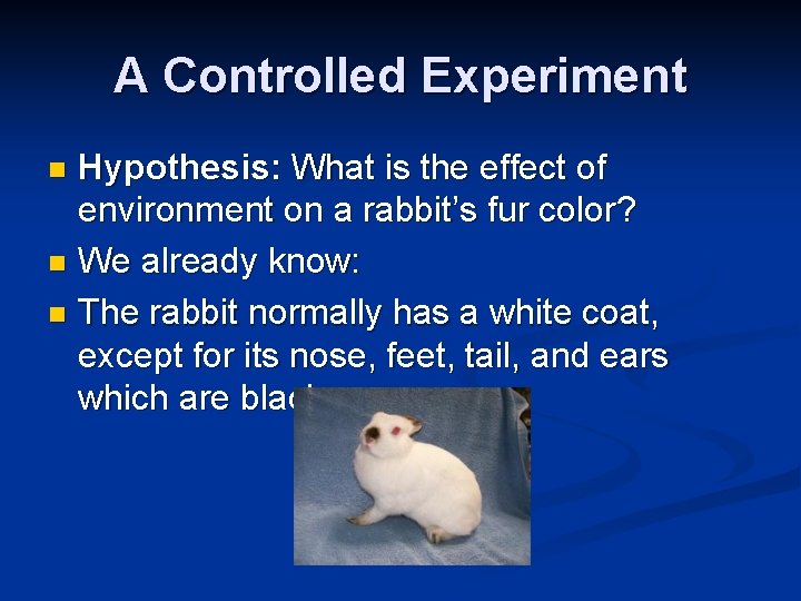 A Controlled Experiment Hypothesis: What is the effect of environment on a rabbit’s fur