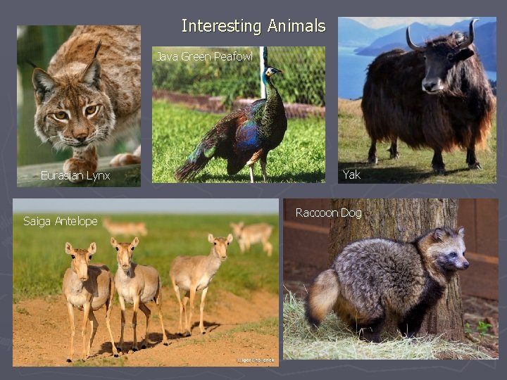 Interesting Animals Java Green Peafowl Eurasian Lynx Saiga Antelope Yak Raccoon Dog 