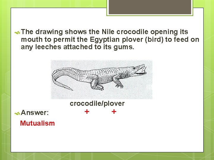  The drawing shows the Nile crocodile opening its mouth to permit the Egyptian