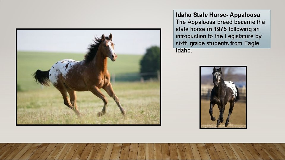 Idaho State Horse- Appaloosa The Appaloosa breed became the state horse in 1975 following