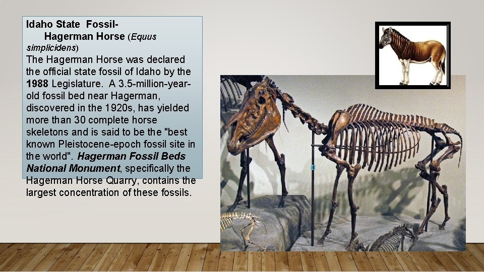 Idaho State Fossil. Hagerman Horse (Equus simplicidens) The Hagerman Horse was declared the official