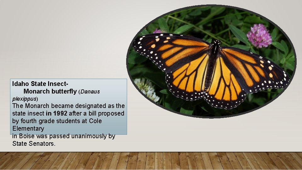Idaho State Insect. Monarch butterfly (Danaus plexippus) The Monarch became designated as the state