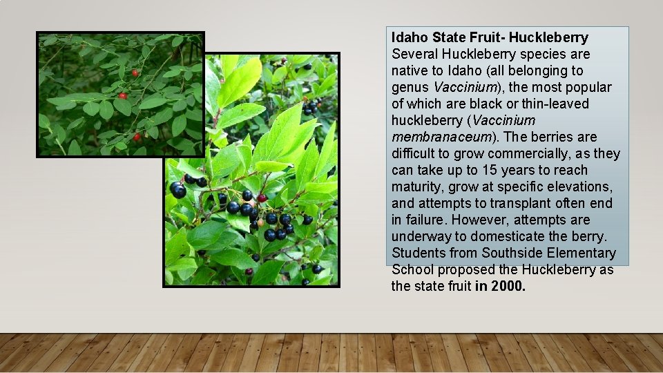 Idaho State Fruit- Huckleberry Several Huckleberry species are native to Idaho (all belonging to