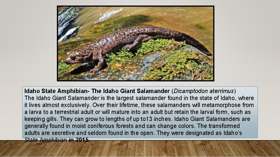 Idaho State Amphibian- The Idaho Giant Salamander (Dicamptodon aterrimus) The Idaho Giant Salamander is
