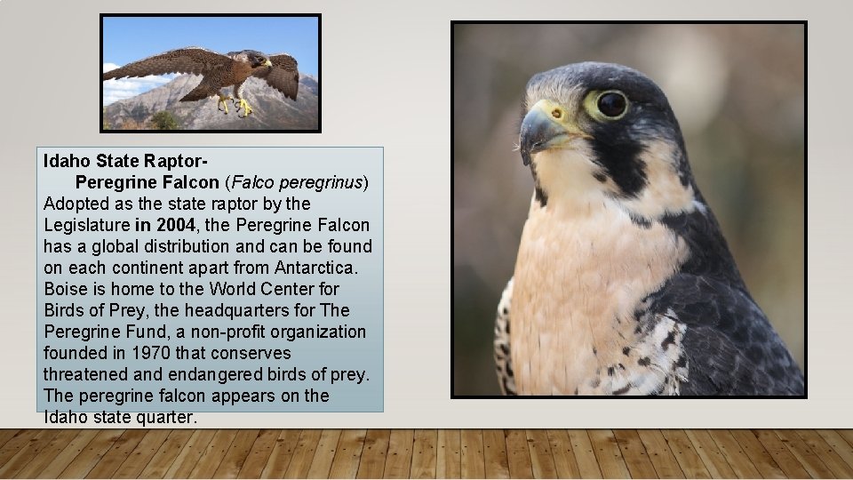 Idaho State Raptor. Peregrine Falcon (Falco peregrinus) Adopted as the state raptor by the