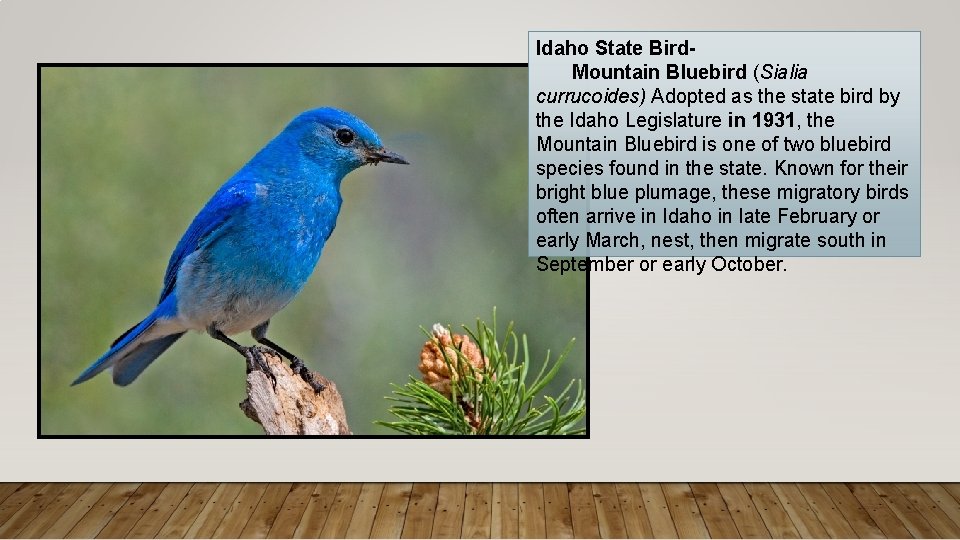 Idaho State Bird. Mountain Bluebird (Sialia currucoides) Adopted as the state bird by the