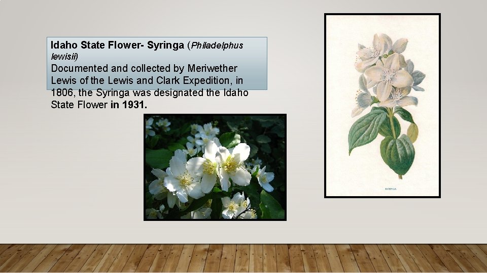 Idaho State Flower- Syringa (Philadelphus lewisii) Documented and collected by Meriwether Lewis of the