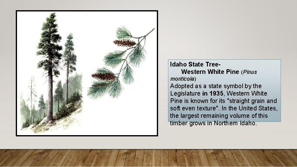 Idaho State Tree. Western White Pine (Pinus monticola) Adopted as a state symbol by