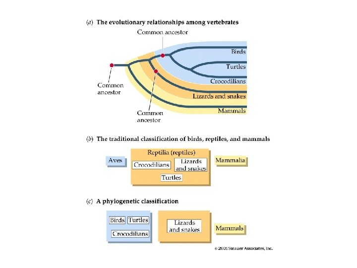 Biological Classification The science of taxonomy Traditional and