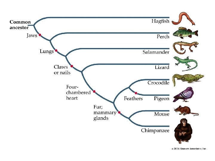 Biological Classification The science of taxonomy Traditional and