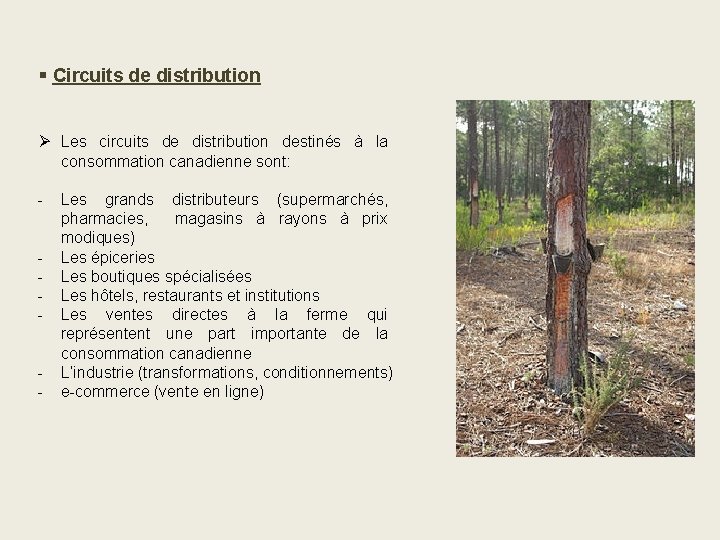 § Circuits de distribution Ø Les circuits de distribution destinés à la consommation canadienne