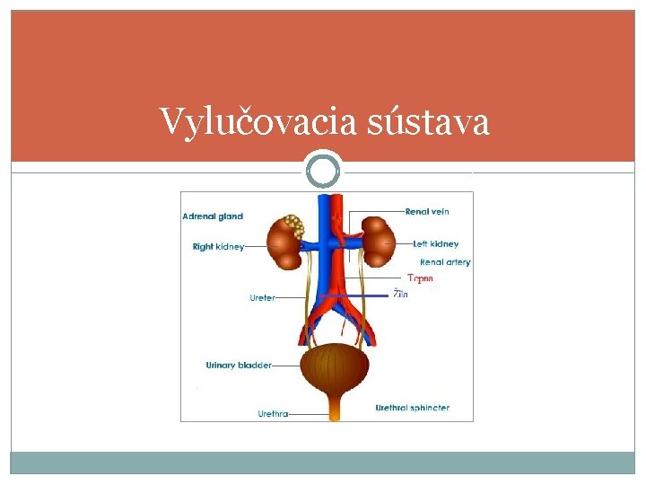 Vylučovacia sústava 