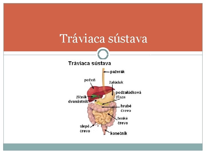 Tráviaca sústava 