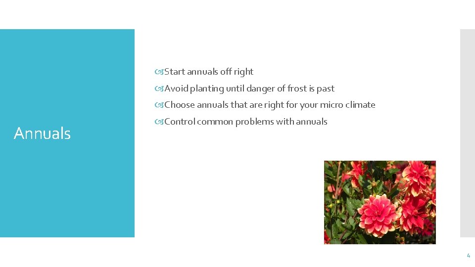  Start annuals off right Avoid planting until danger of frost is past Choose