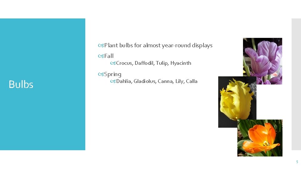  Plant bulbs for almost year-round displays Fall Crocus, Daffodil, Tulip, Hyacinth Bulbs Spring