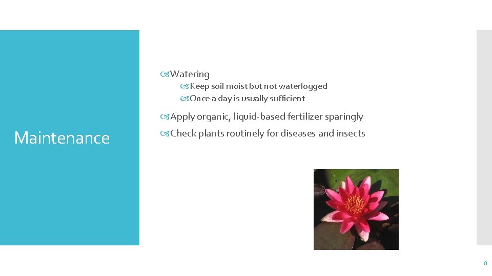  Watering Keep soil moist but not waterlogged Once a day is usually sufficient