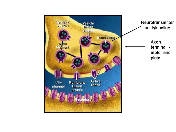 Neurotransmitter = acetylcholine Axon terminal motor end plate 