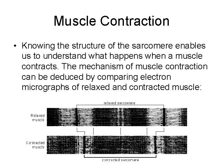 Muscle Contraction • Knowing the structure of the sarcomere enables us to understand what