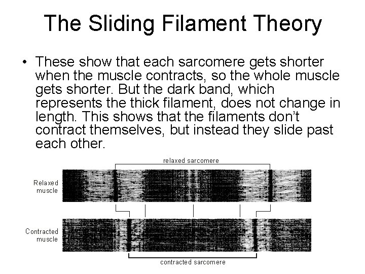 The Sliding Filament Theory • These show that each sarcomere gets shorter when the