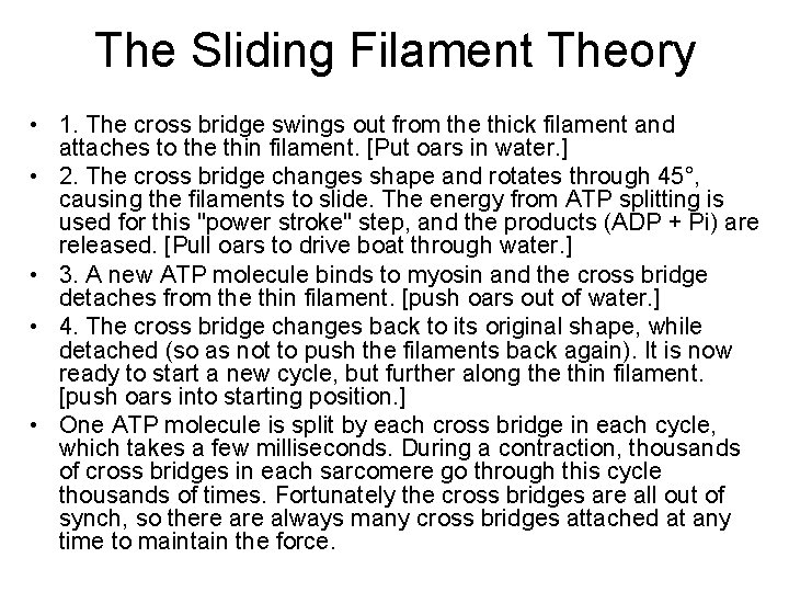 The Sliding Filament Theory • 1. The cross bridge swings out from the thick