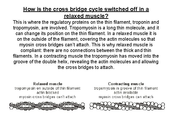 How is the cross bridge cycle switched off in a relaxed muscle? This is