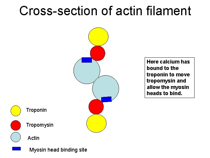 Cross-section of actin filament Here calcium has bound to the troponin to move tropomysin