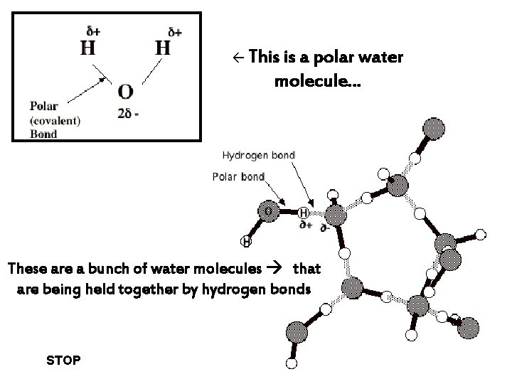  This is a polar water molecule… These are a bunch of water molecules