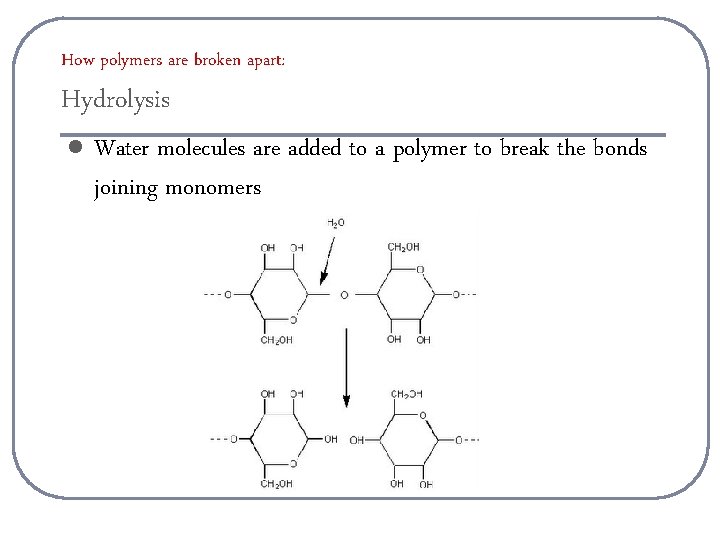 How polymers are broken apart: Hydrolysis l Water molecules are added to a polymer