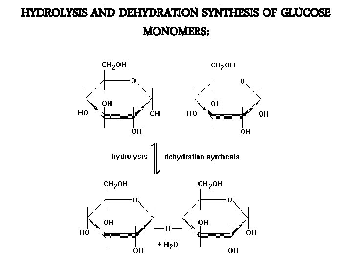 HYDROLYSIS AND DEHYDRATION SYNTHESIS OF GLUCOSE MONOMERS: 