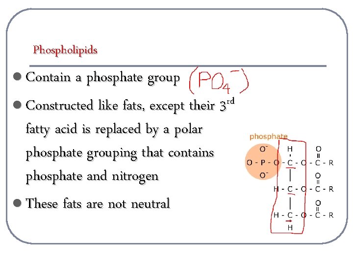 Phospholipids l Contain a phosphate group l Constructed like fats, except their 3 rd