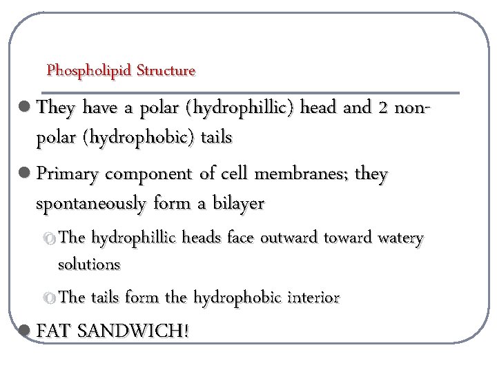Phospholipid Structure l They have a polar (hydrophillic) head and 2 non- polar (hydrophobic)