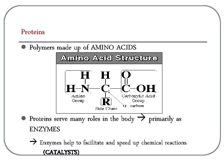 Proteins l Polymers made up of AMINO ACIDS l Proteins serve many roles in