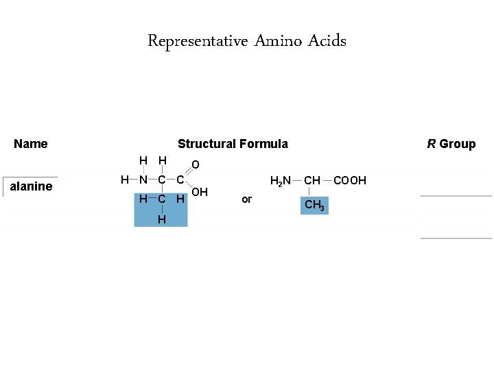 Representative Amino Acids Name Structural Formula H alanine H O H N C C