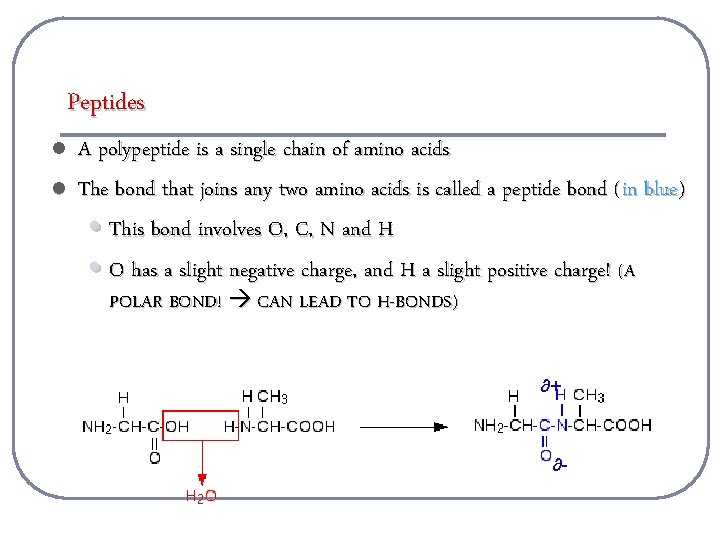 Peptides l l A polypeptide is a single chain of amino acids The bond