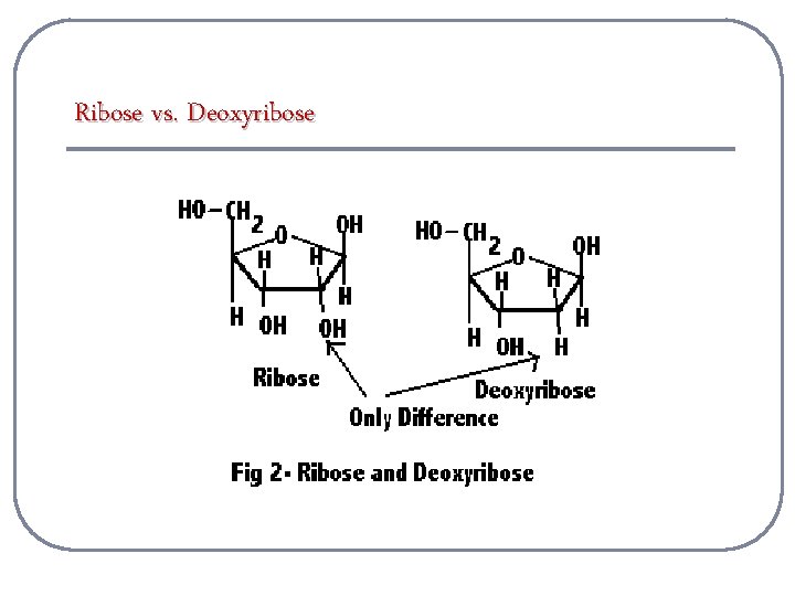 Ribose vs. Deoxyribose 