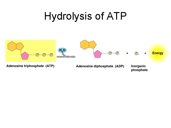 Hydrolysis of ATP 